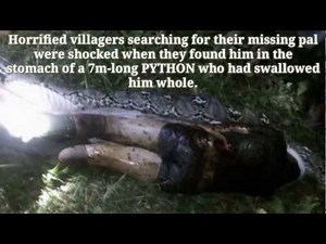 Gaint paython eating a man in indonesia