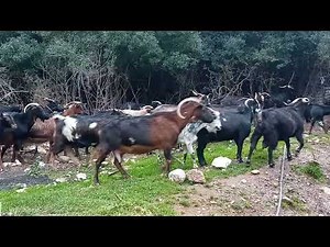 Goats of Greece 🐐🏞️🇬🇷🐐