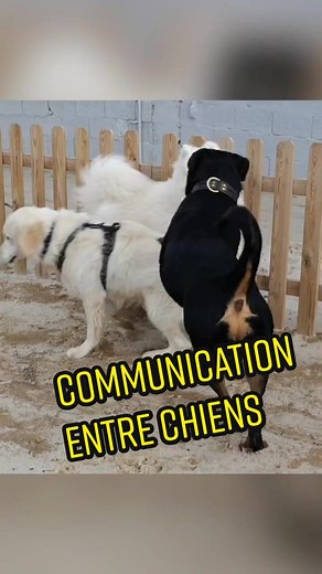 Comprendre la communication canine entre chiens
