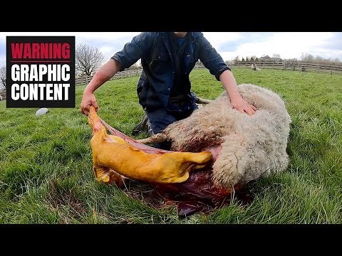 IT HAS STARTED... HOW TO HELP A SHEEP GIVE BIRTH !
