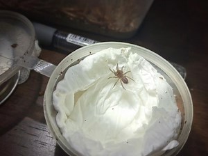 憨憨大疣蛛科Macrothele.sp(江西红牙)捕食蟋蟀