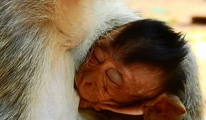 Cute baby Elfi full of happiness when mom go easily open big milk till sleep comfortably | Adorable Monkey