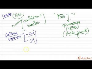 Name the horomones involved in regulation of spermatogenesis.