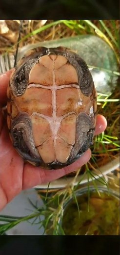 Eastern musk turtles (Sternotherus odoratus)