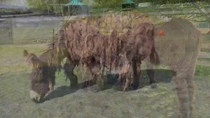 BON VOYAGE, CHÈRE ALIZEE 🙏🏻🥺 Alizee wil niet meer. Haar grote vriend Pierrick is constant bij haar en waakt over haa ❤️‍🩹 Zelfs Quincet komt zijn zorg aan hen uitspreken. Maar ze eet en drinkt niet meer 😔 Wat we ook proberen, niets helpt. Dan gunnen we je jouw laatste reis, meisje 🙏🏻 Om 9:00uur deze ochtend komt onze dierenarts Jan Voet en in het bijzijn van Pierrick en onze liefdevolle vrijwilligers zal Alizee aan haar laatste reis beginnen 😢 Het ga je goed Alizee 💔 #LaVieEstBelle zond