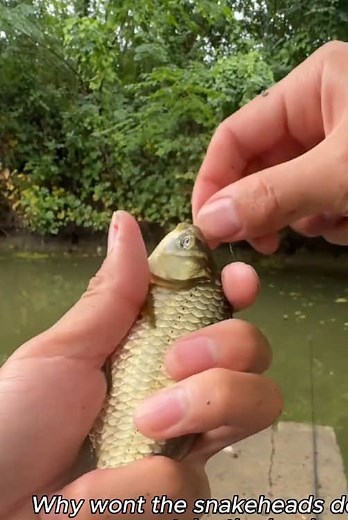 Snakehead Trouble: Staked Out the Ditch for Three Days