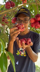 Jambu Jamaika #jambujamaika #jambu #Sukabuahbuahan #buahsehat #buahsegar | Suka buah buahan