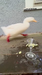 🐤💦 I don’t have hands 🙌 🍸🦢💨 MmmMm.. Cucumber Redbull Martinis Quack, quack ❤️🦢 #wrinkletheduck #seducktive #cheesefeet #zoomies #serotoninboost #pato #ente #canard #duckphotography #martini #runnersofinstagram #running #bartenderproblems #bartenderlife #bartenderslife #bartendermemes #emotionalsupport #duck #emotionalsupportanimal #ducks #ducksofinstagram #cuteness #serotonin #duck #satisfying #oddlysatisfying #satisfyingvideos #asmr | seducktive