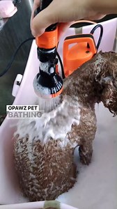 🐾 Say goodbye to messy baths and hello to a convenient and efficient grooming experience! 🐶💦 Our innovative Pet Bathing System uses the circulation method to ensure a thorough mixing of water and shampoo. 🔄 With the adjustable shower head, the mixed water is gently sprayed onto your pet's fur, allowing the powerful active agents in the shampoo to effectively dissolve stubborn oil stains. 🌟✨ 🇺🇸 www.opawz.com/collections/pet-bathing-system 🇨🇦 www.opawz.ca/collections/pet-bathing-system | 
