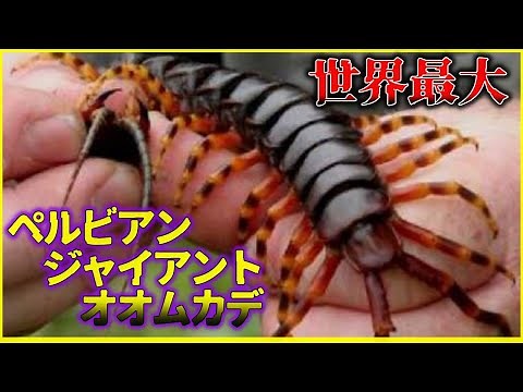 【ゆっくり解説】世界最大のムカデ ペルビアンジャイアントオオムカデ