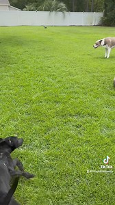 This sweet girl was at the shelter and scared. Today she went home with a foster and is already opening up and is so happy to be in a foster home. we can’t wait to continue to see her thrive! | Misplaced Mutts