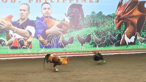 GOLDEN DRAGON GAME FARM 888. MY 2-PERSONAL SELECTION BROODSTOCK MATERIALS. AND CANDIDATE FOR MARCH 2018 ARAW NG DAVAO 6-COCK DERBY. 2-TIMES WINNER PERFECT HATCH FATHER VS 2-TIMES WINNER TAZMANIAN DEVIL HATCH TIGER HENNIE. FEBRUARY 24, 2018. | Antonio Burburan