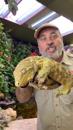 New Caledonian Giant Gecko: Top Predator of the Island