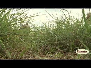 Native grasses good for cattle forage and wildlife, Farmweek - August 17, 2012