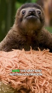 Meet B-Rad, the cutest baby sloth EVER! 🦥🤠 #sloth #cuteanimals #wildlife #bravewilderness | Brave Wilderness