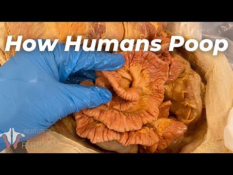 How Many Muscles Does it Take to POOP?