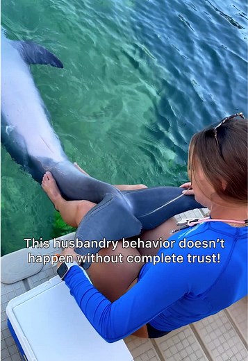 Building Trust with Dolphins During Blood Draws