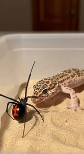 340K views · 2.1K reactions | A gecko lizard moves quickly across the surface, showing its natural speed and sharp reflexes. The details and motion look just like a real wildlife scene. AI Short Wildlife Clip. #Gecko #LizardVideo #WildlifeMoment #NatureClip #AIVideo #TrendingReels #ViralVideo | Insect Planet | Facebook