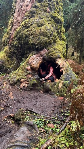 Studying nature gives you the ability to see beauty in every step of the journey 🔍🍃 Did you know I have a guest educator service on my website? RecreationLeader.com 🌀RESPECT Through Recreation Has anyone else visited this rain forest? 🏔️🌲⛈️ #rain #pnwonderland #cascadiaexplored | Recreation Leader