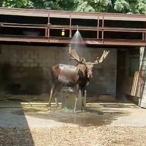 10K views · 457 reactions | Mac the moose is cooling down with a refreshing shower. We hope you're able to stay cool on this steamy summer afternoon. | Minnesota Zoo | Facebook