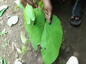 Octonary Ingredients of Euonymus atropurpureus Formuls: Pankaj Oudhia's Medicinal Plant Database