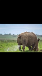 The 2019 comedy wildlife photography. | Species, Nature & Art