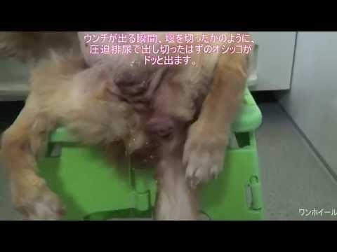 犬の圧迫排尿と圧迫排便