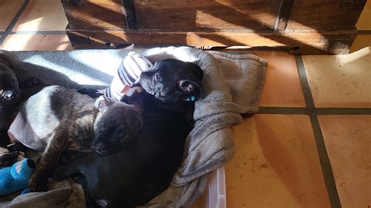 1.1K views · 18 reactions | Even though there are plenty of beds and blankets their favorite place to hang is in a blanket lined under bed storage bin! | Boston Buddies | Facebook