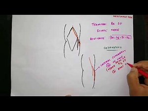 Common peroneal nerve