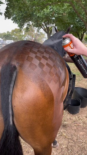 Ultimate Guide to Getting Your Horse Show-Ready