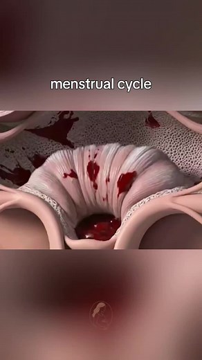 Understanding the Menstrual Cycle: Process and Insights