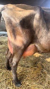 1.8K views · 3.7K reactions | 1. *Animal Care*: Cow and buffalo care, cow feeding techniques, cattle health tips. 2. *Farming Practices*: Sustainable dairy farming, buffalo farming tips, organic dairy farming. 3. *Farm Life*: Rural farm animals, dairy farm equipment. 4. *Milk and Production*: Milk production process, buffalo milk benefits. #viral #trending #reels #trendingreels #viralreels | Mansa Dairy Farm | Facebook