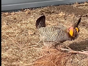 2.6K views · 109 reactions | Prairie Chickens dance  | Mozumdar agro farm | Facebook