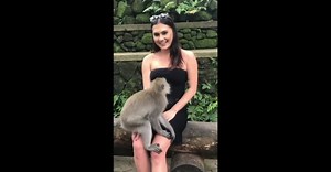 Hilarious moment cheeky monkey pulls down woman's dress exposing her breasts