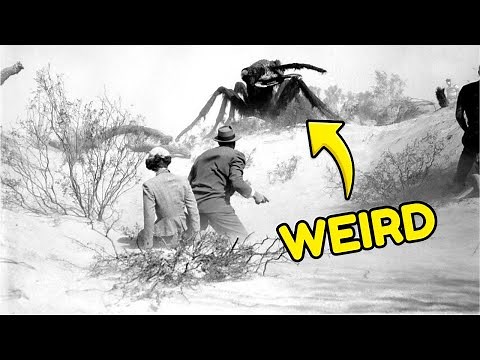 THEM! (1954) - 16 Weird Facts Of The Film That Changed Monster Movies Forever