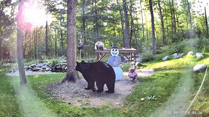 6.8K views · 258 reactions | A bear comes in and snatches the birdfeeder while a porcupine stands its ground on the table. Mutual respect! www.SnowmanCam.com | Snowman Cam | Facebook