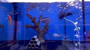 1.2K views · 33 reactions | AAC Fish List 05/04/24 - it’s another...