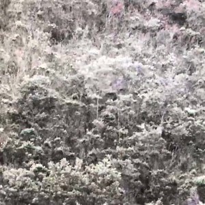 34 reactions | The best way to test your equipment is low light. We could see this stag perfectly with the scope and binoculars but the camera was having a hard time as you can see in the footage. | Paul Boag's Outdoors | Facebook