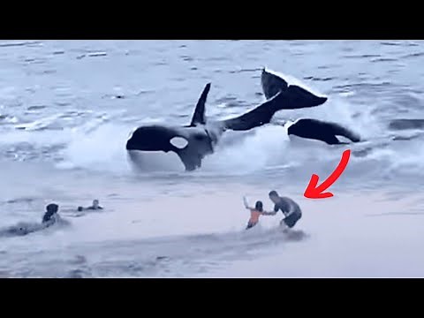The MOST GRUESOME Orca Attacks Caught on Camera