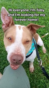 16 reactions · 5 comments | Meet the amazing Toby! Toby is a 7 year...