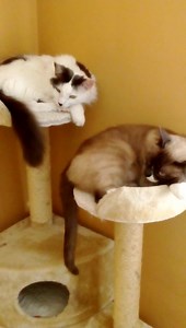 24 reactions | Vito and his lil' bro TJ enjoying a very relaxed Sunday. Watch them chillin' in their cat tree after having delicious boiled white fish for lunch. Watch video > | Change One Life | Facebook