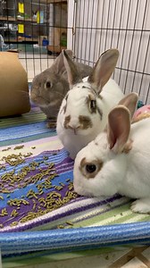 Trio lineup -- sisters Soho (tan), Carlisle (spotted nose) and London (in front). | SaveABunny