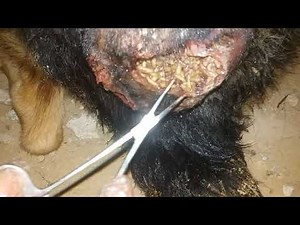 a typical case of myiasis(maggots wound) in gsd