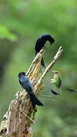 1.9K views | In most of its range in Asia, this is the largest of the...