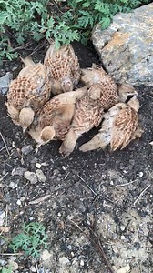 Giving them Mud bath after along time to irani teetar chicks . . #viral #trending #iraniteetar #iraniteetarkybache #iraniteetarchicks | Birds Lover 2