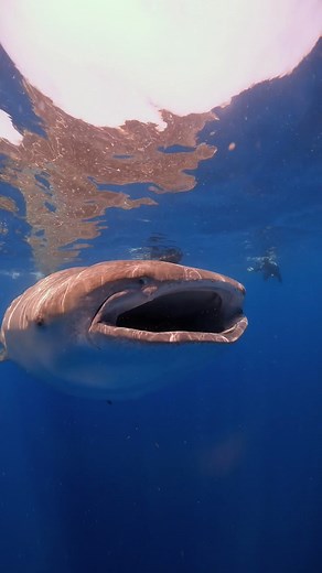 2.5K views · 102 reactions | Keeping pace with a feeding whale shark in Isla Mujeres. | Big Fish Expeditions | Facebook