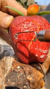 2.9M views · 13K reactions | Cutting  Join Our Group: Vegetable garden. Thank you so much! | Survival Amazing | Facebook