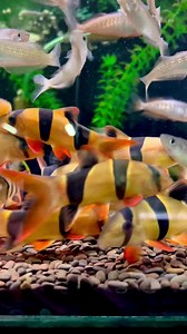 14K views · 902 reactions | Some of our stunning 12cm Clown Loaches that we have available in-store & online  | Allfish2u | Facebook