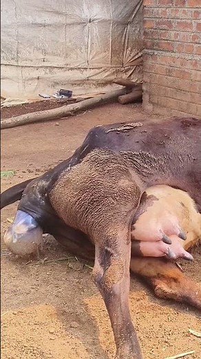 cow gives birth in a natural process