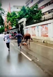 Eid mubarak 😂 | Pakistan cattle market